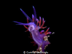 Flabellina affinis
 by Cumhur Gedikoglu 